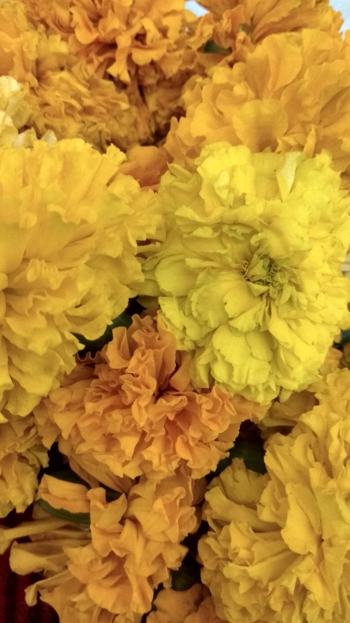Flower wallpaper