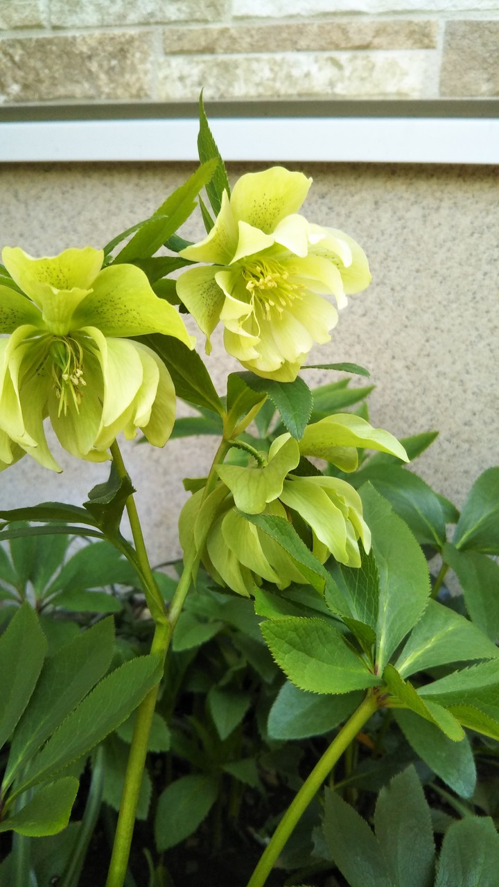 Christmas Rose