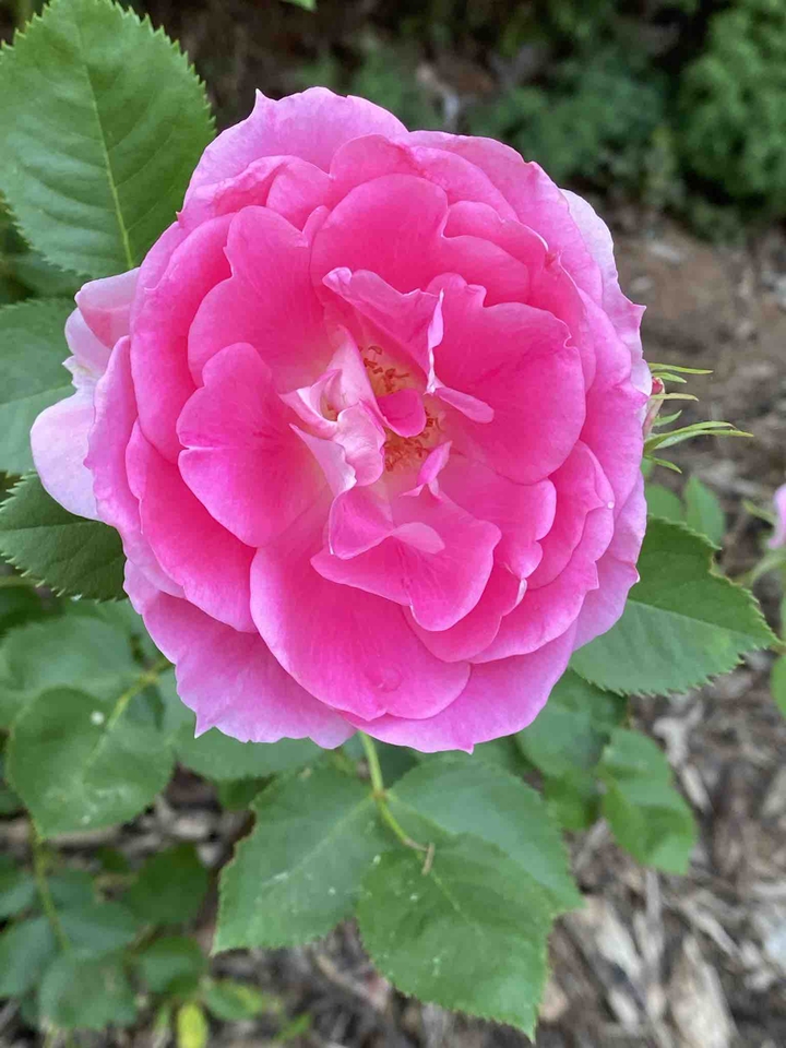 double pink rose
