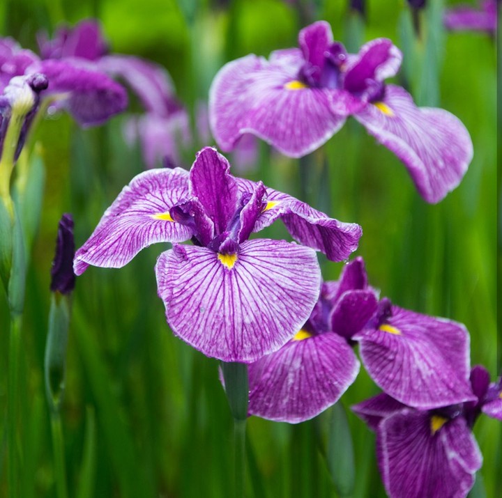 Iris