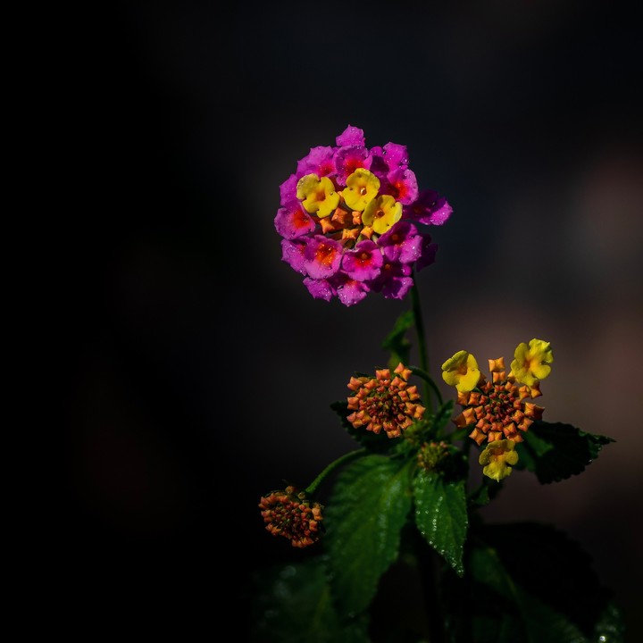 Amoled Flower