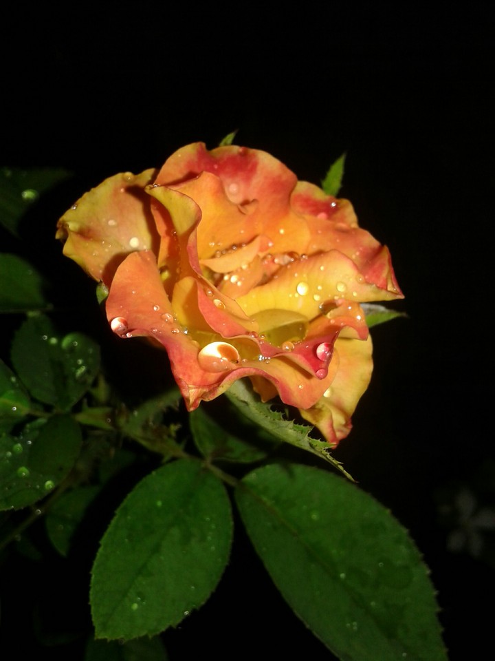 Yellow rose