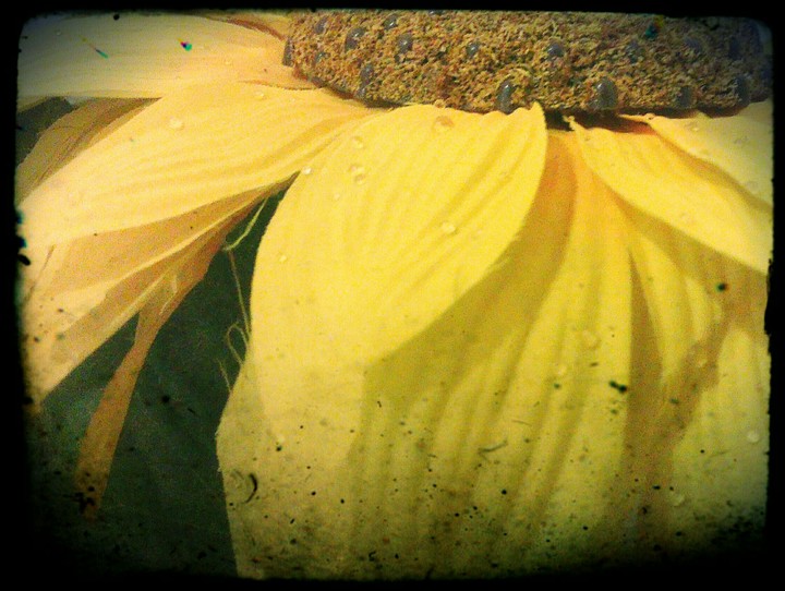 yellow flower