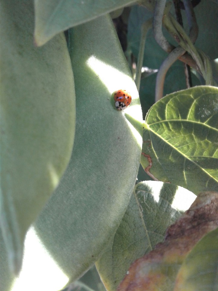 Morning Ladybug