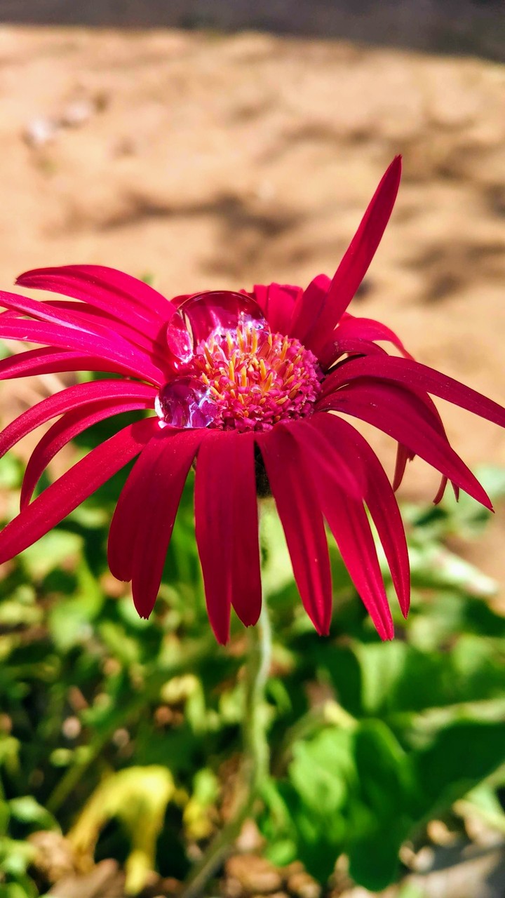 pink flower