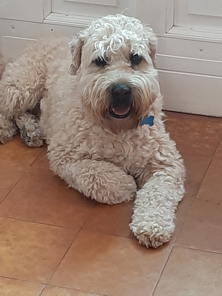 dog