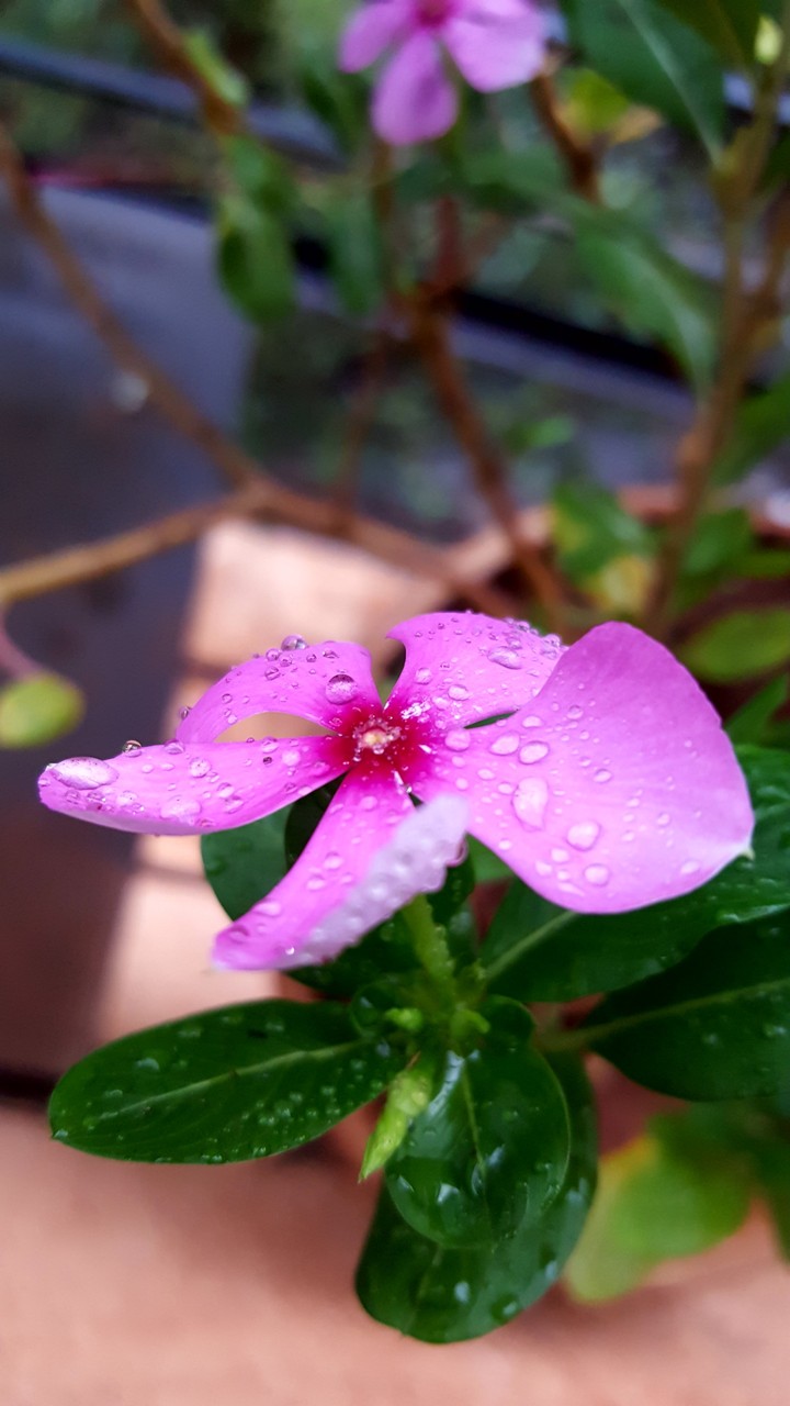 Rain