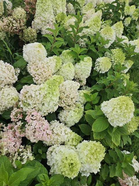 sfondi hydrangeaceae, cornales