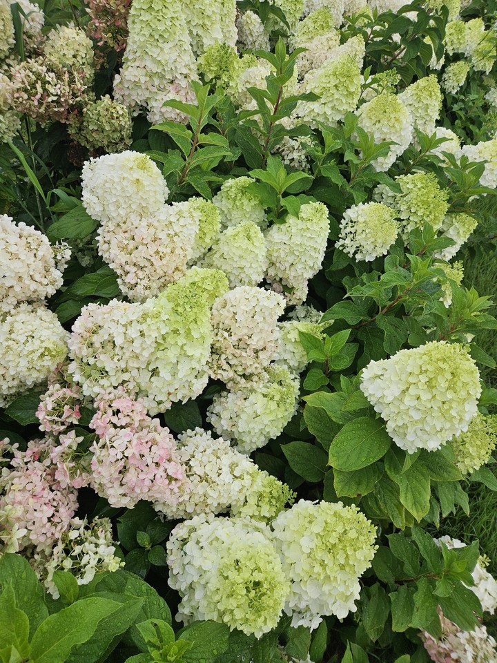 тапети viburnum, dicotyledon