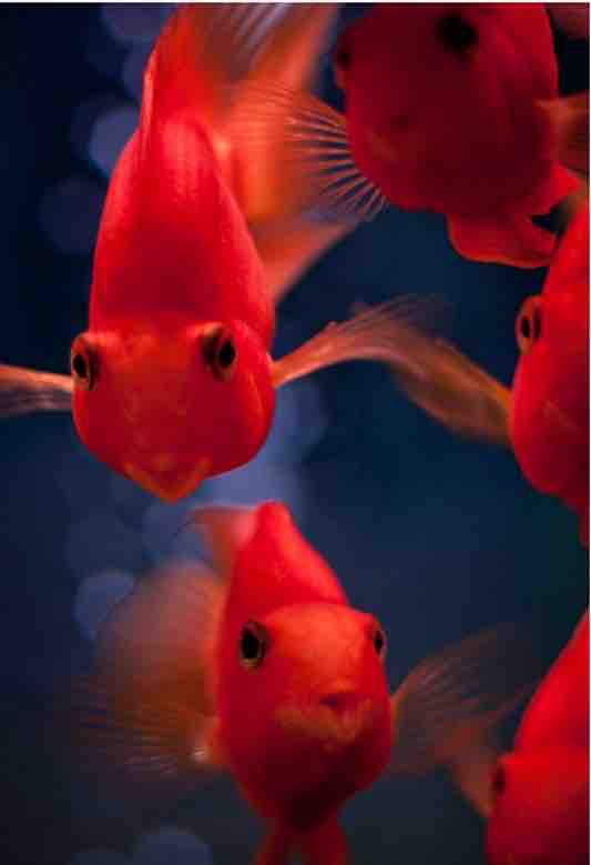 poisson ?