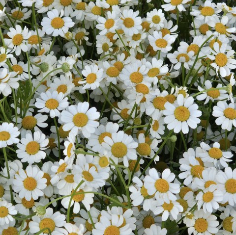 tanacetum, chamomile wallpapers