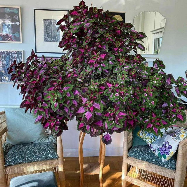 coleus