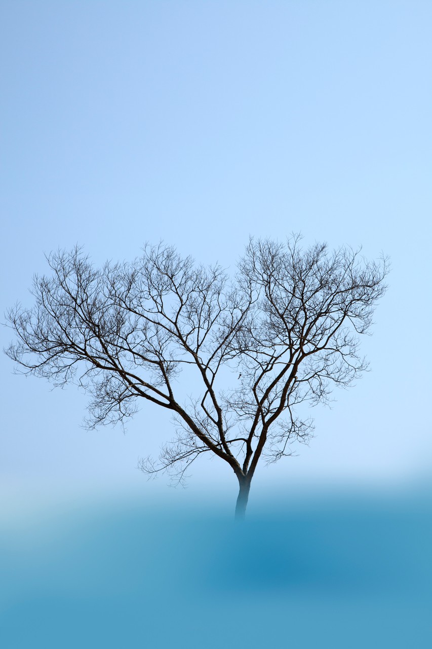 Bare Tree
