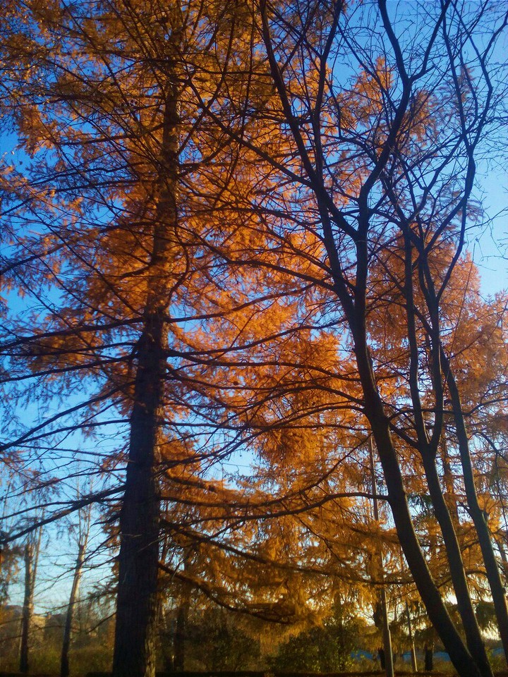 autumn