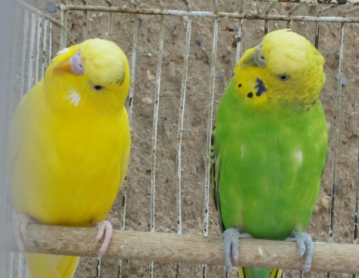 Animals