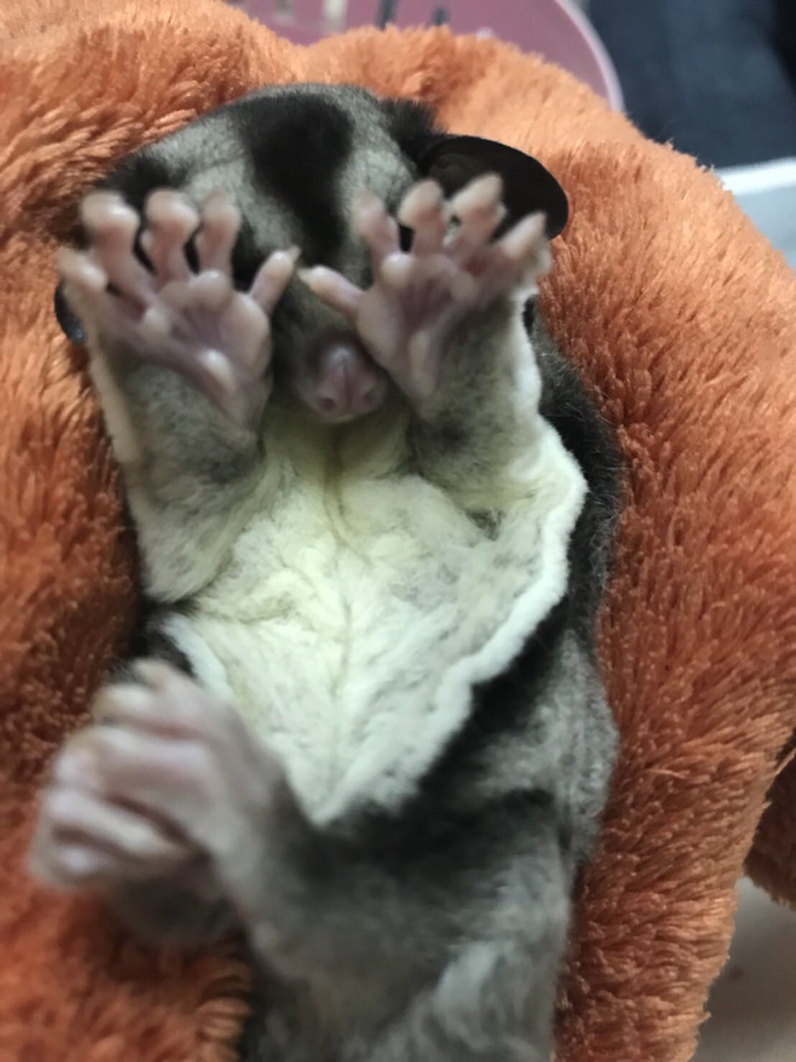 sugar glider 蜜袋鼯
