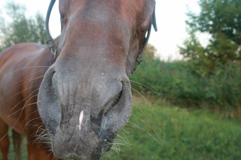 Fanni the horse