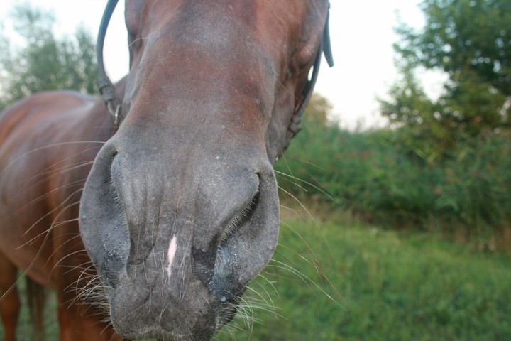 Fanni the horse