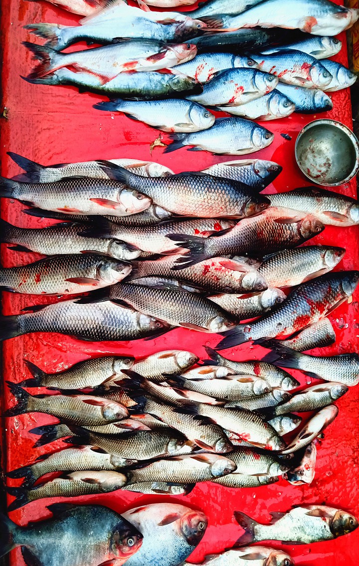 fish's on table