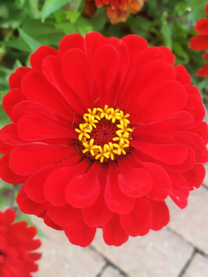 deep red flower