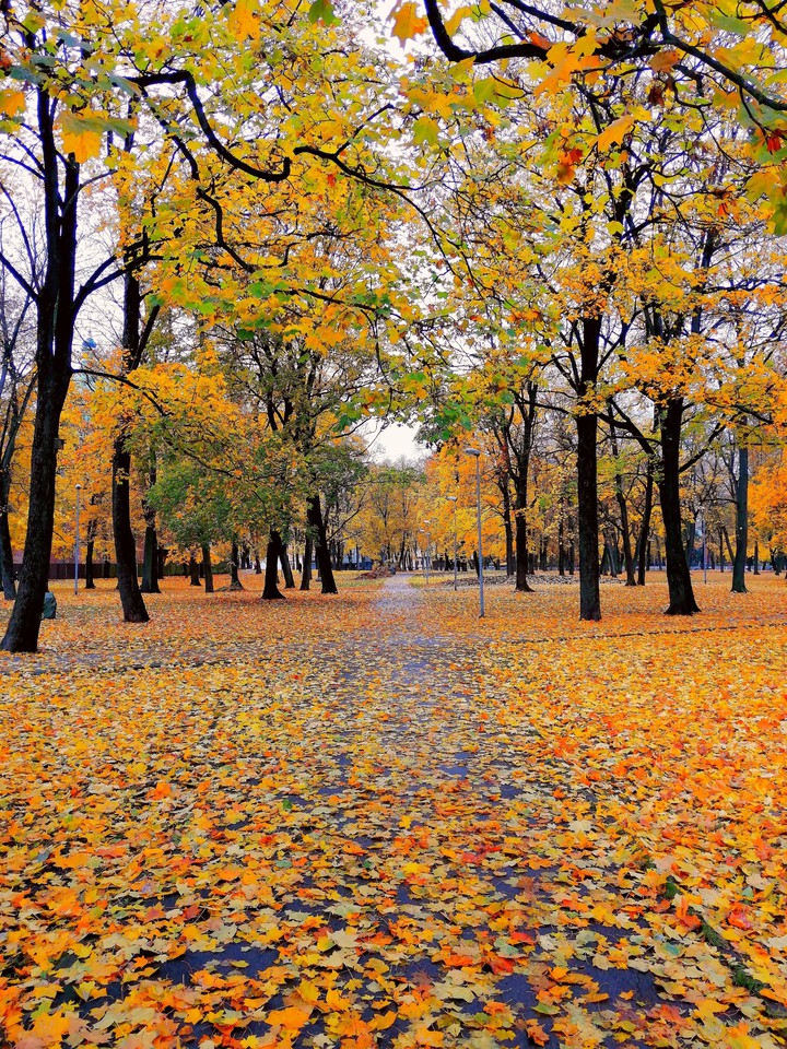 Another autumn