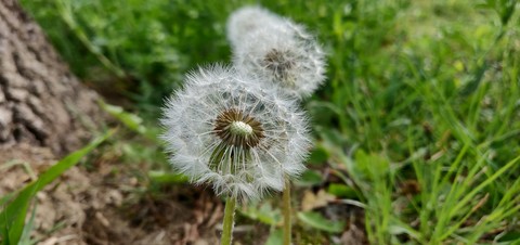 Dandelion flower seedhead