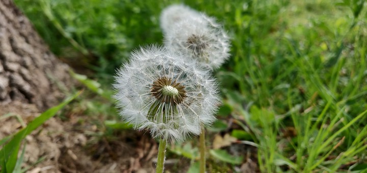 Dandelion flower seedhead