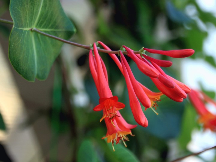 Red flowers