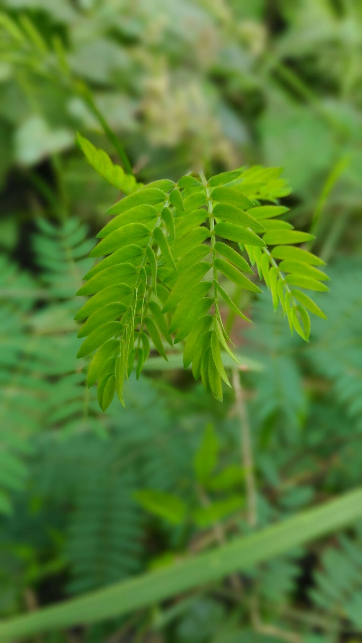 go green