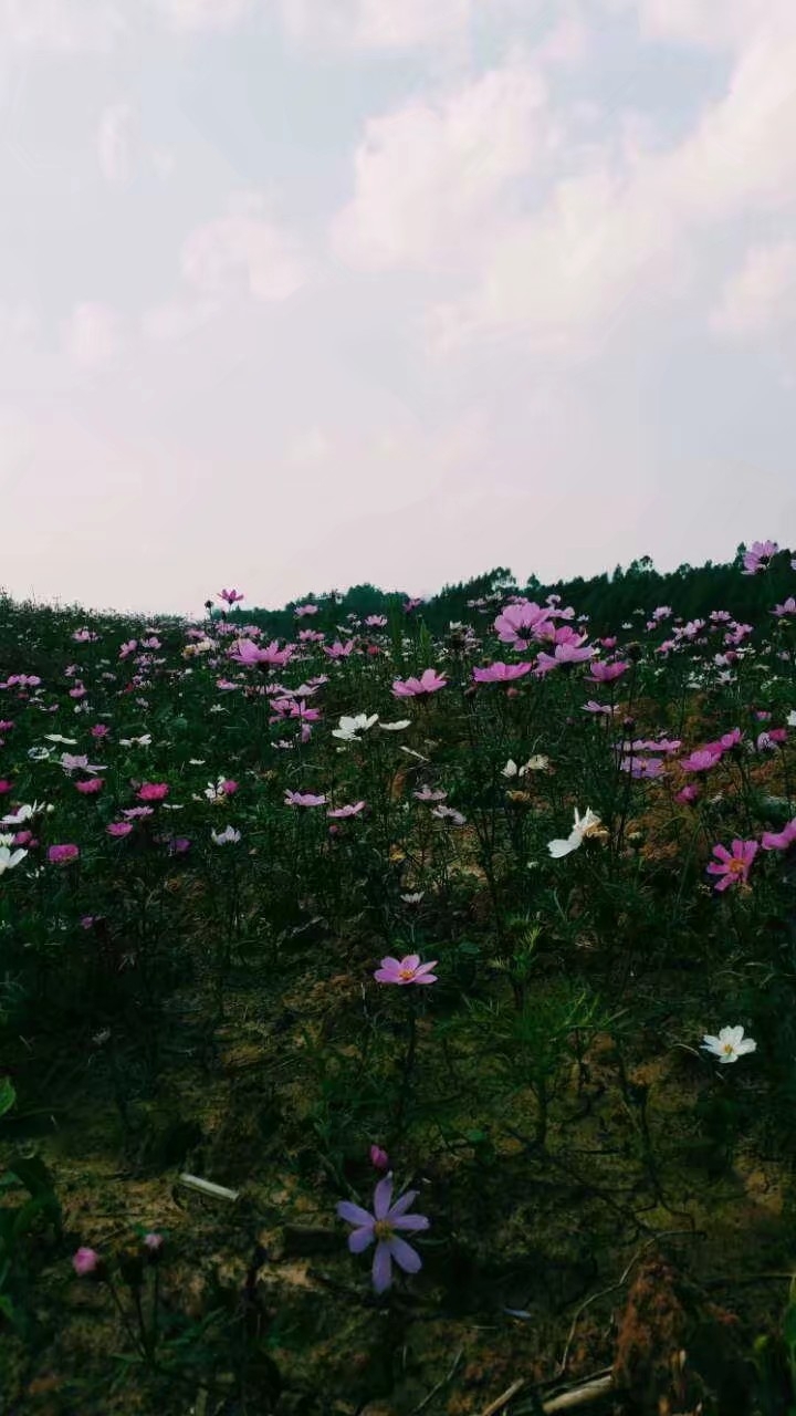 格桑花