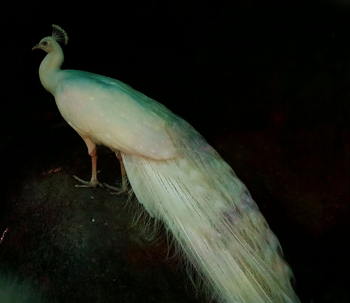 #white peacock