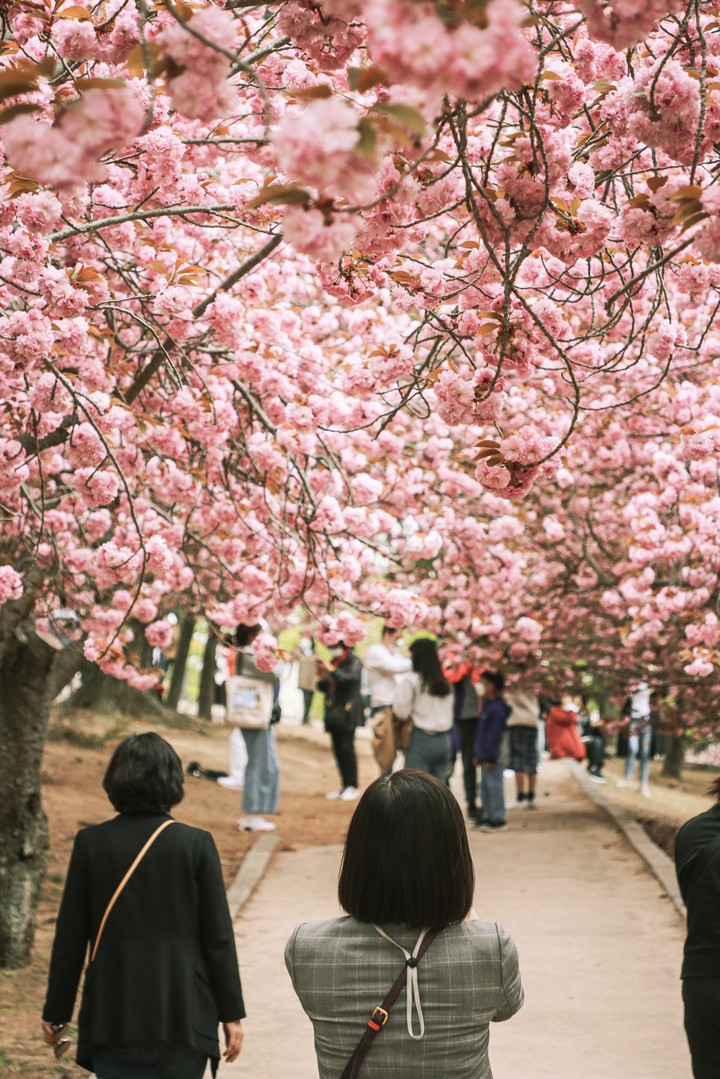 Spring in Gyeongju, Korea