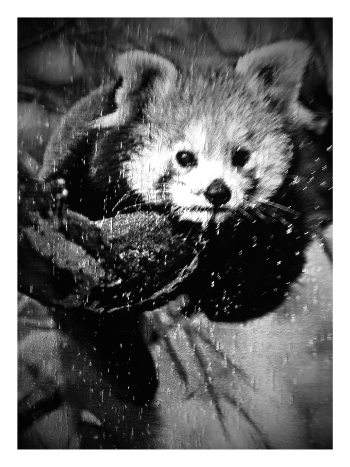 red panda... black & white