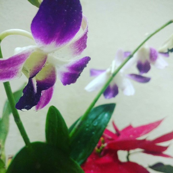 orchids