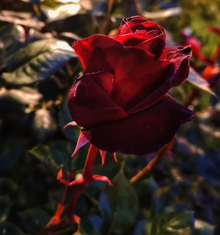 red rose