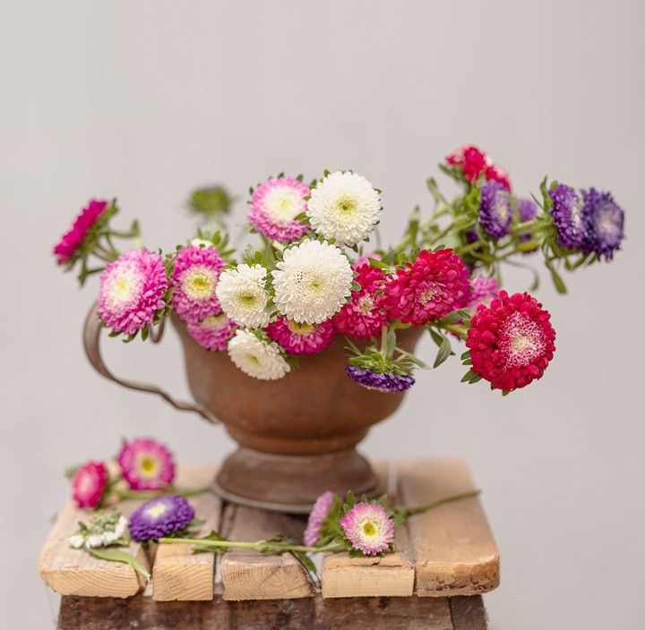 Chrysanthemum