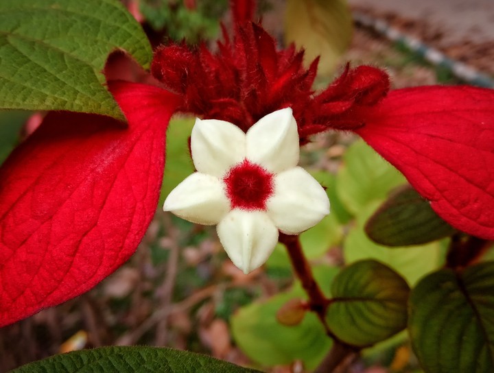 flower beauty