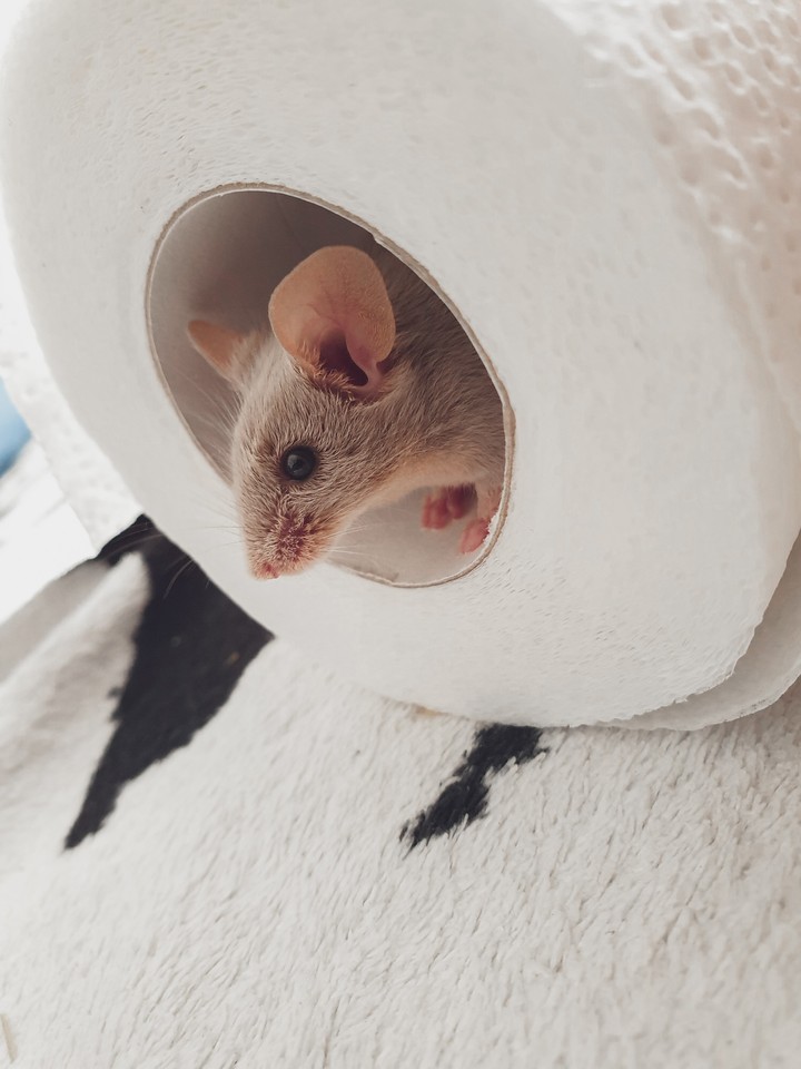 mouse