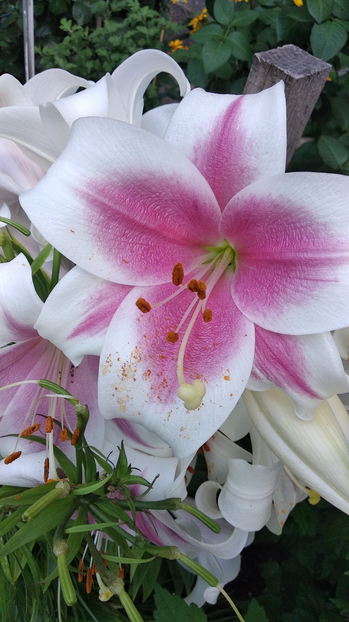 I love taking pictures of flowers and nature.