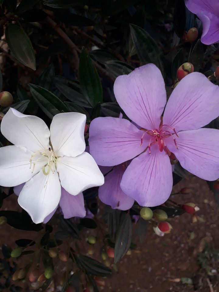 flores