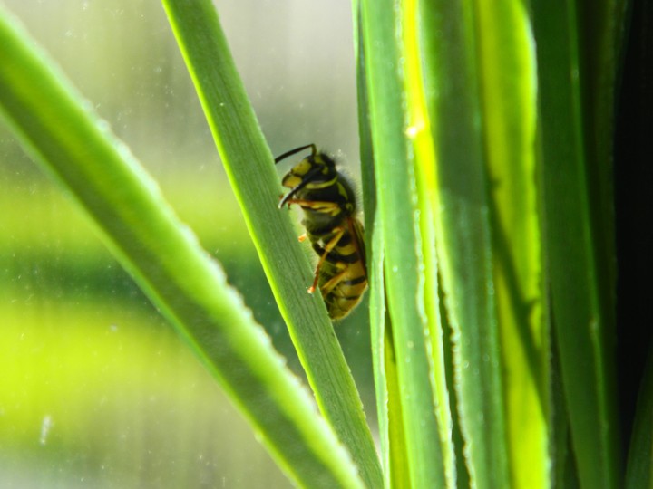 Wasp wants to say hello!