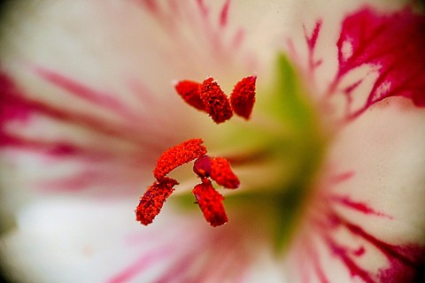 Flower, Petal, Red