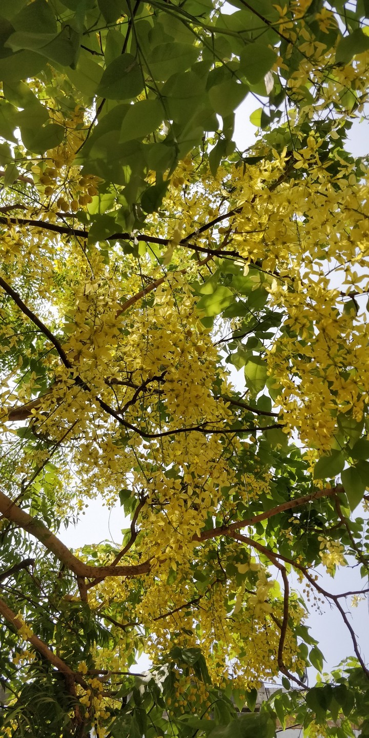 flower beauty