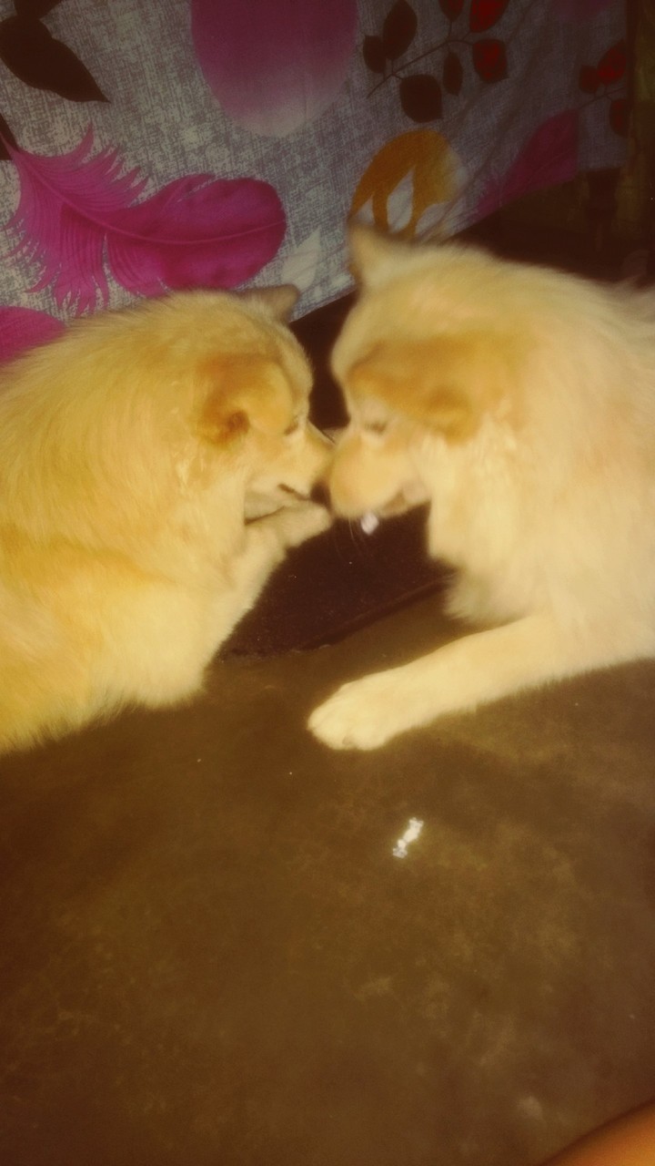 dog lover