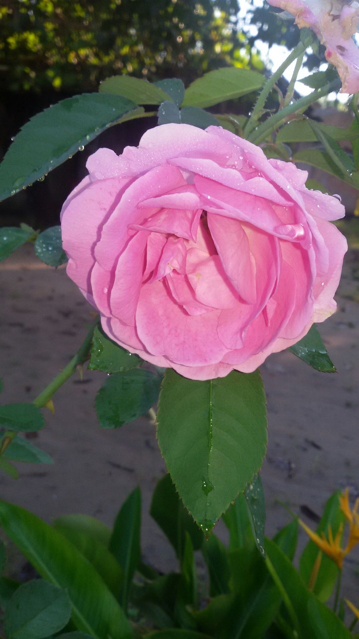 rose