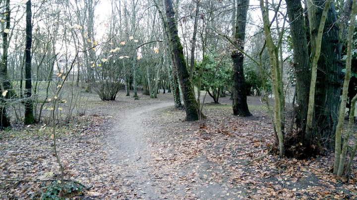 dans les bois