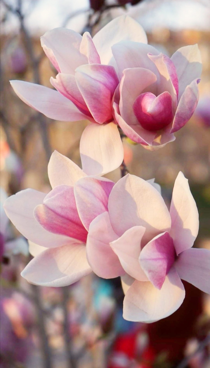 #flower