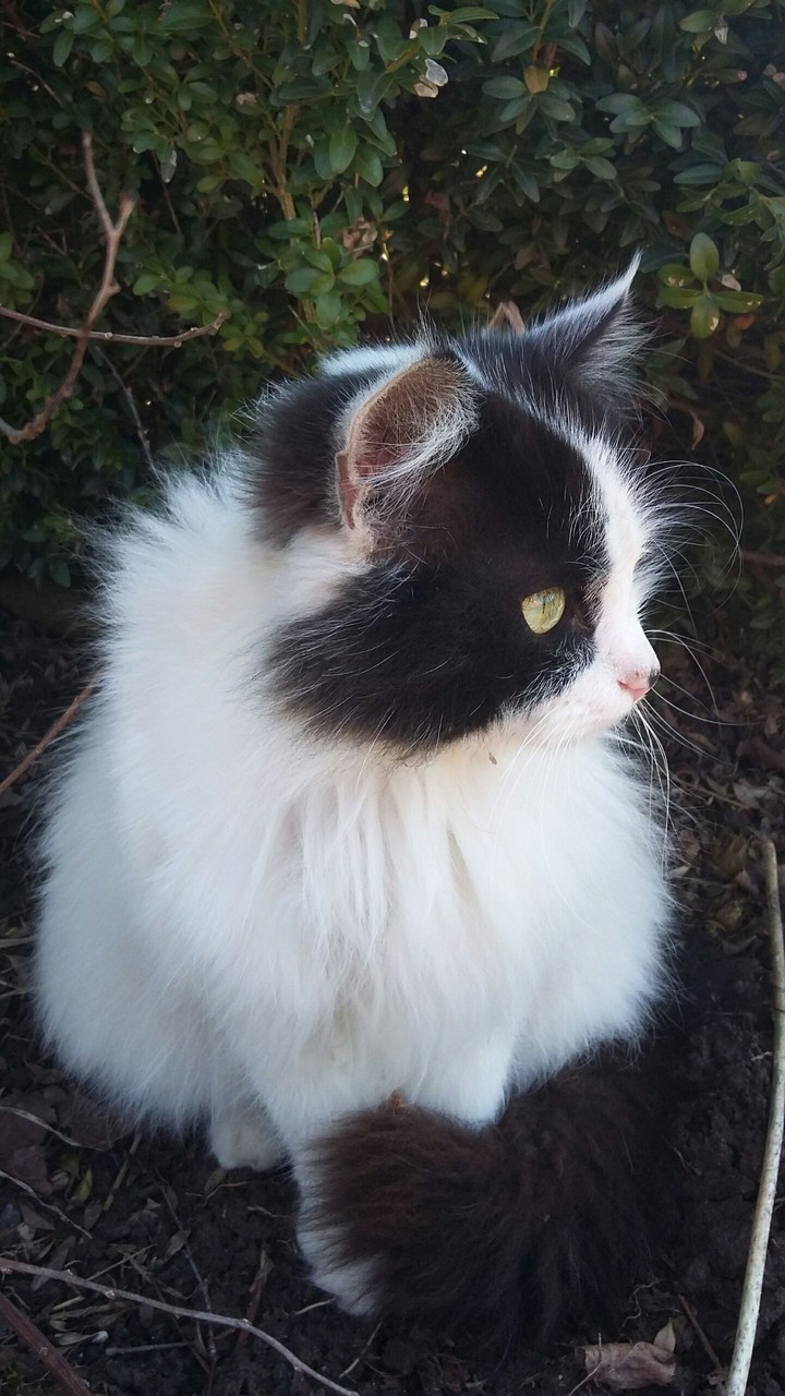Perfect cat