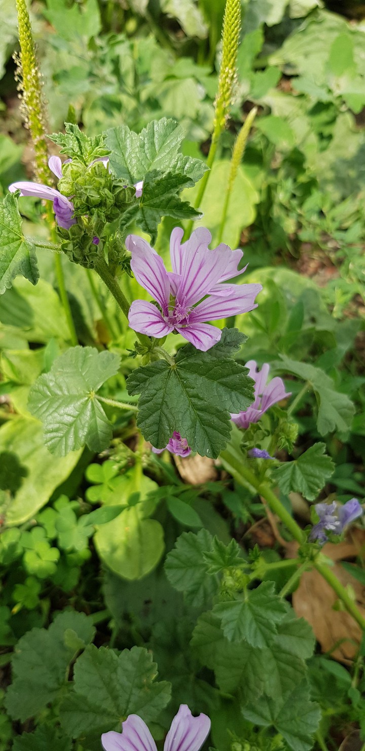 Mauve