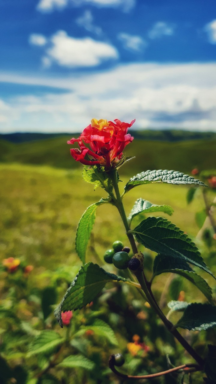 Flower in isolation